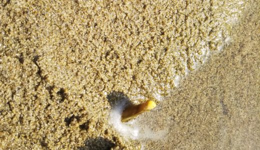 潮干狩りでマテ貝を食べきれない程大量に採る方法